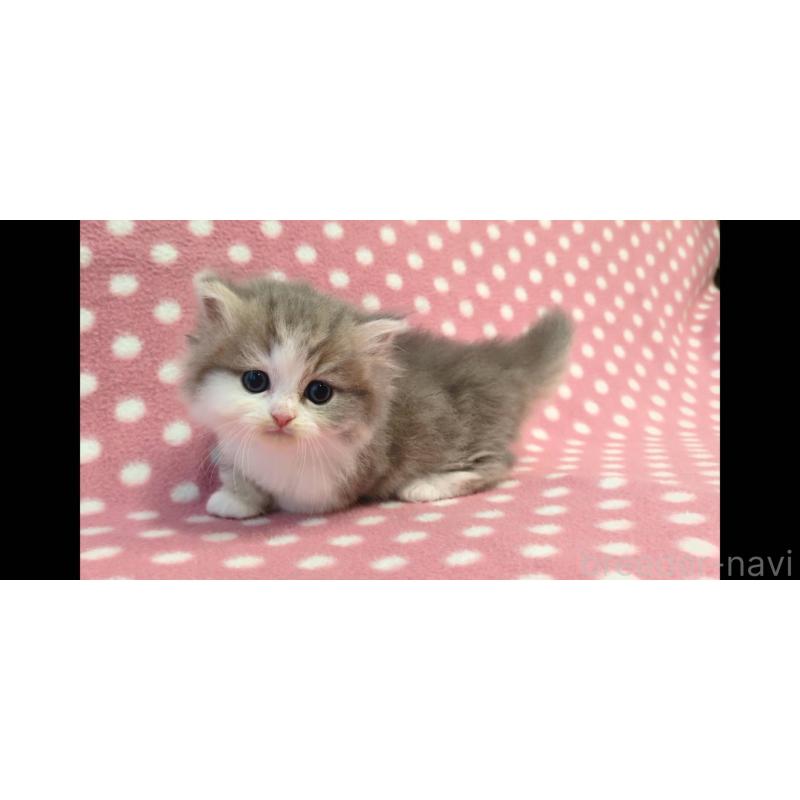 販売中の愛知県のミヌエット(短足)-137281の2枚目