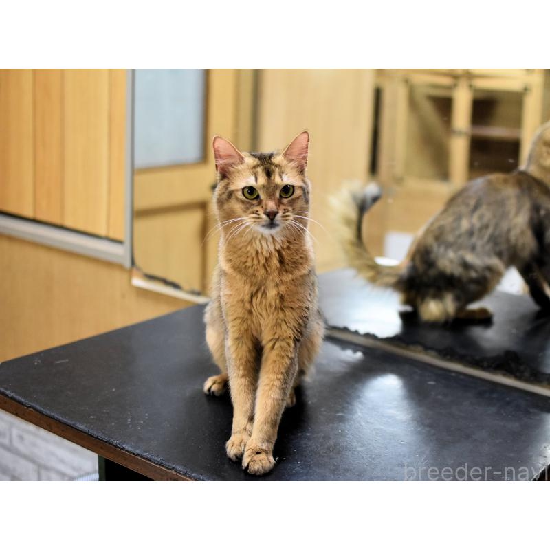 販売中の大阪府のソマリ-137282の6枚目