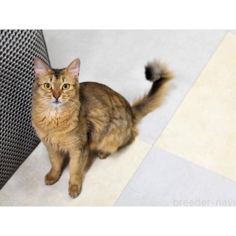 販売中の大阪府のソマリ-137282の5枚目