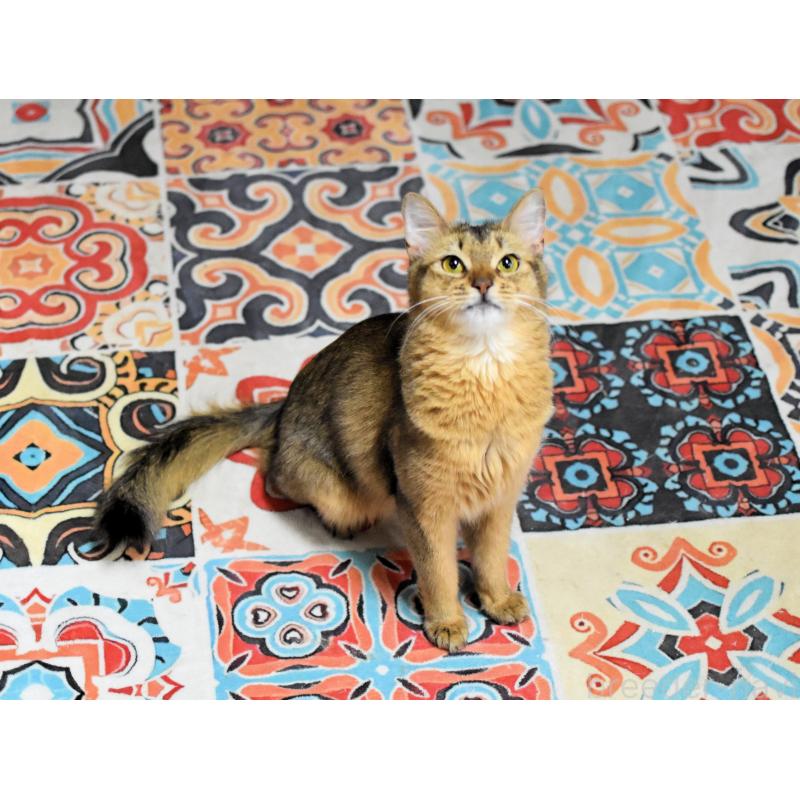 販売中の大阪府のソマリ-137282の3枚目