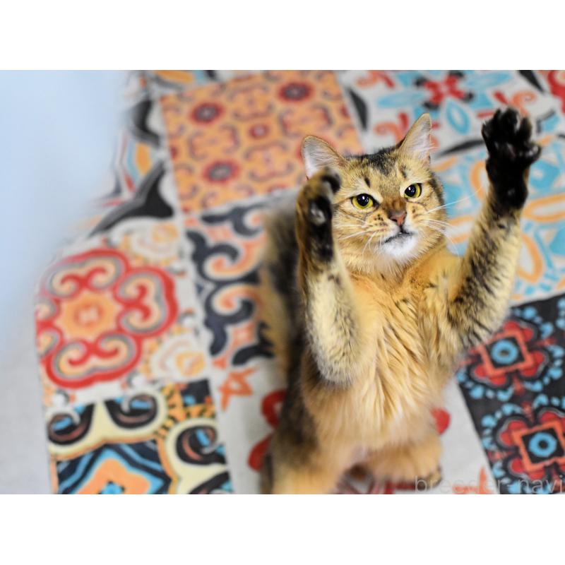 販売中の大阪府のソマリ-137282の2枚目