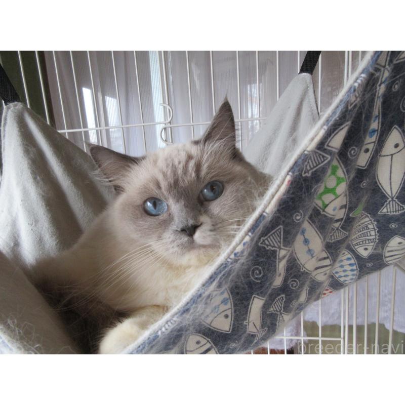 販売中の大分県のラグドール-105222の3枚目