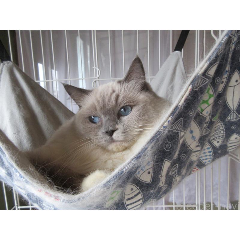 販売中の大分県のラグドール-105222の2枚目