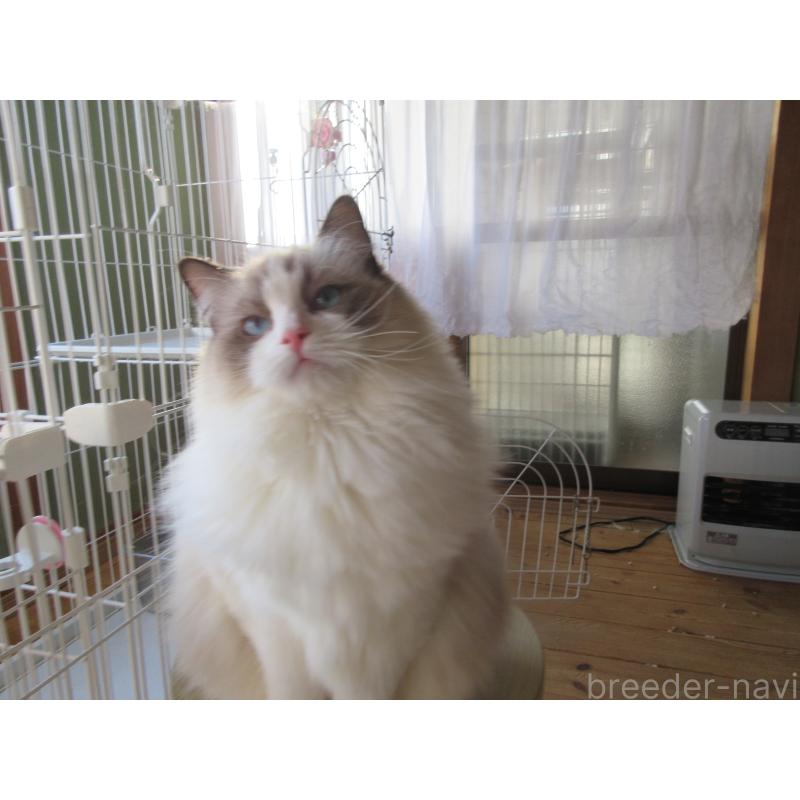 販売中の大分県のラグドール-131374の2枚目