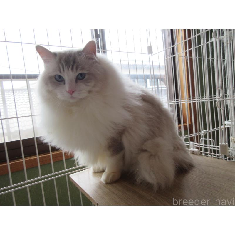 販売中の大分県のラグドール-100779の3枚目