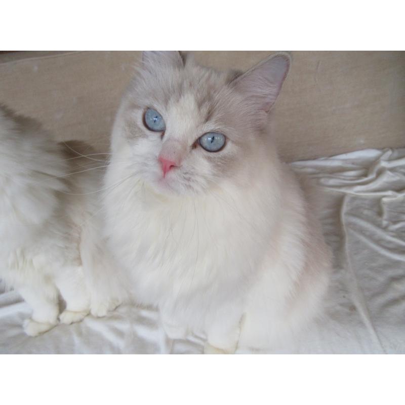 販売中の大分県のラグドール-101079の7枚目