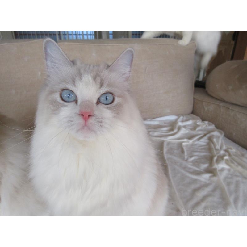 販売中の大分県のラグドール-101079の6枚目