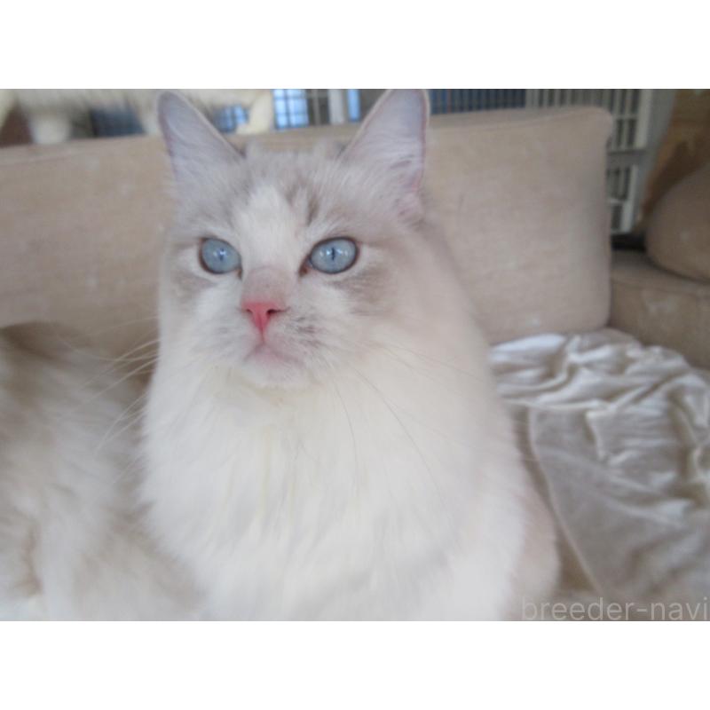 販売中の大分県のラグドール-101079の5枚目