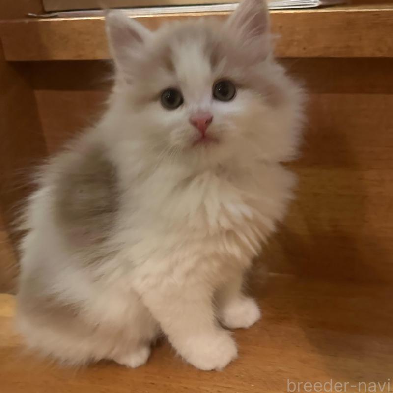 販売中の東京都のマンチカン-137283の6枚目