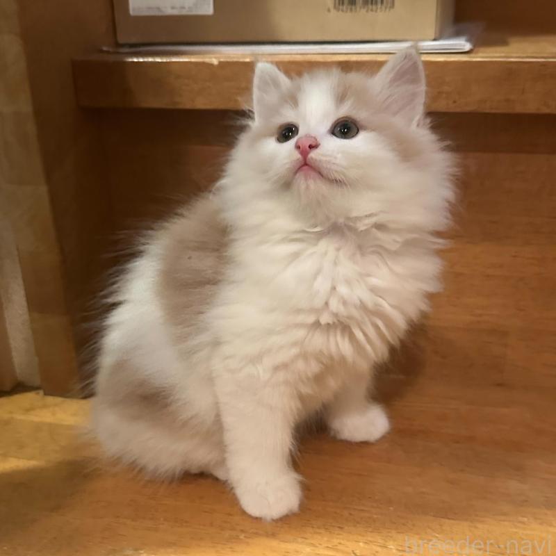 販売中の東京都のマンチカン-137283の5枚目