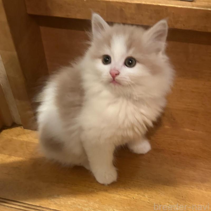 販売中の東京都のマンチカン-137283の4枚目