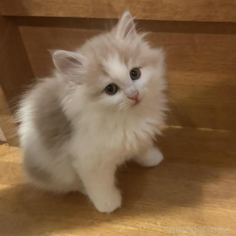 販売中の東京都のマンチカン-137283の3枚目