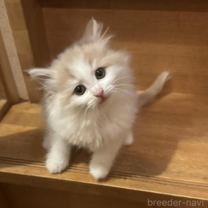 販売中の東京都のマンチカン-137283の1枚目