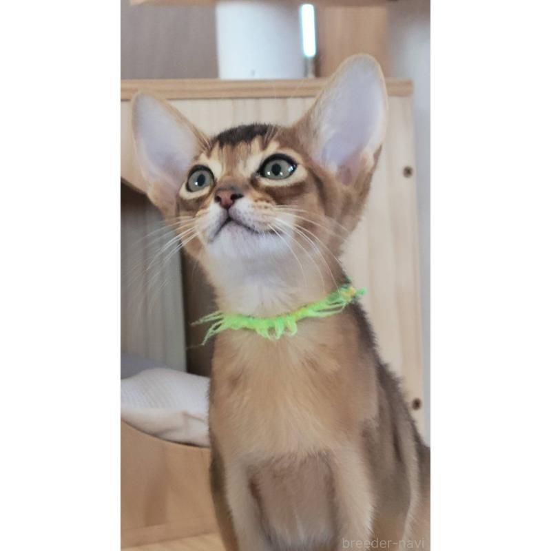 販売中の愛知県のアビシニアン-137284の5枚目