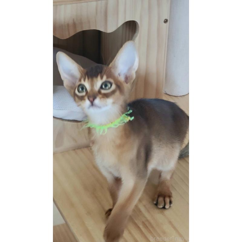 販売中の愛知県のアビシニアン-137284の4枚目