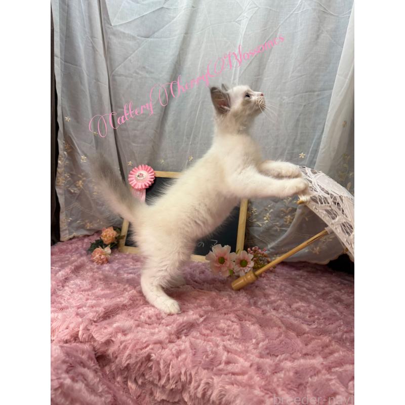 販売中の神奈川県のラグドール-137285の10枚目