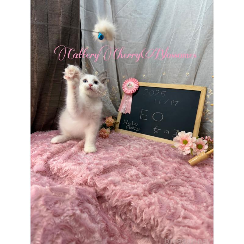 販売中の神奈川県のラグドール-137285の9枚目