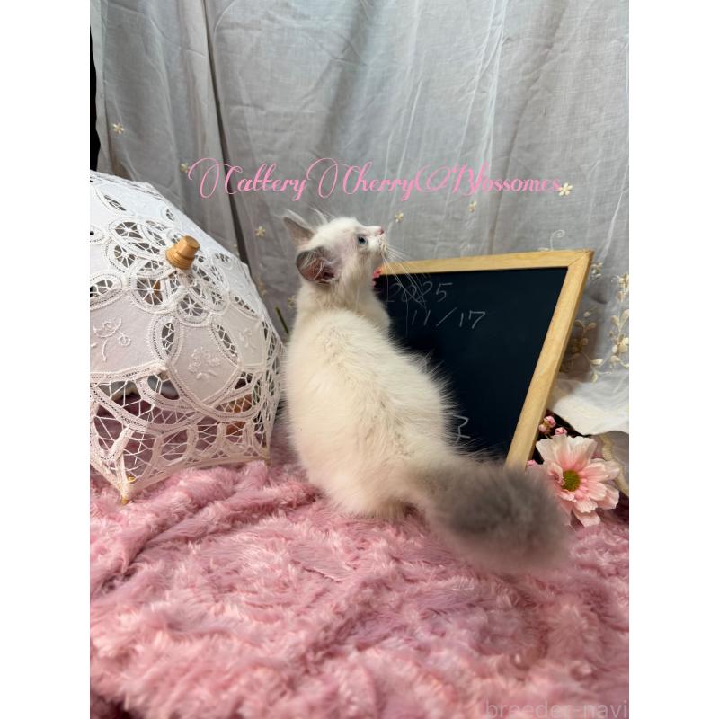 販売中の神奈川県のラグドール-137285の8枚目