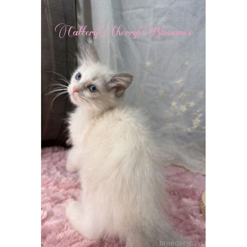 販売中の神奈川県のラグドール-137285の7枚目