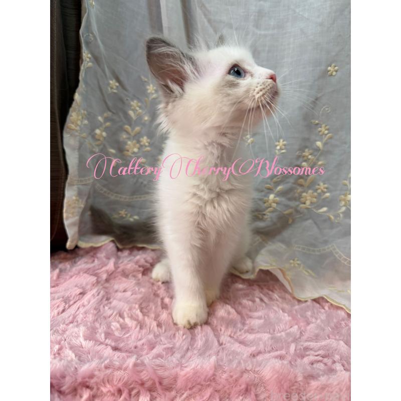 販売中の神奈川県のラグドール-137285の6枚目