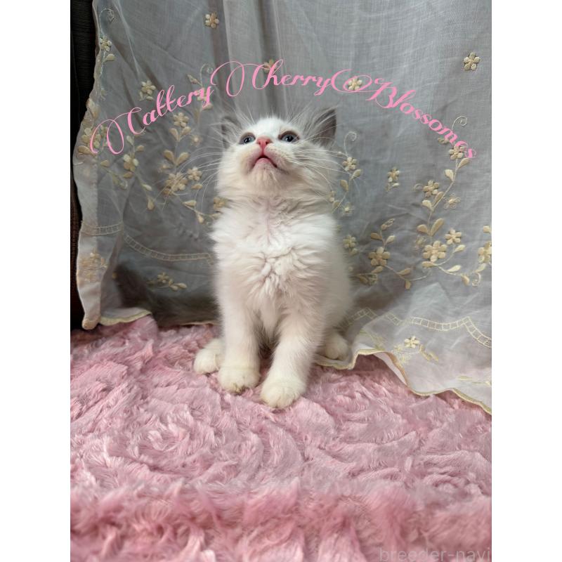 販売中の神奈川県のラグドール-137285の5枚目