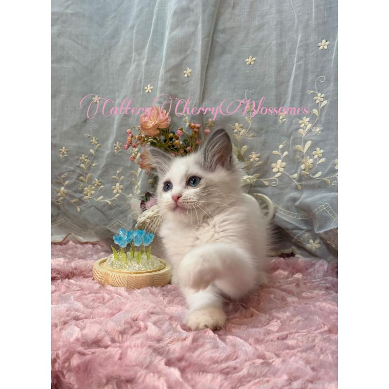 販売中の神奈川県のラグドール-137285の4枚目