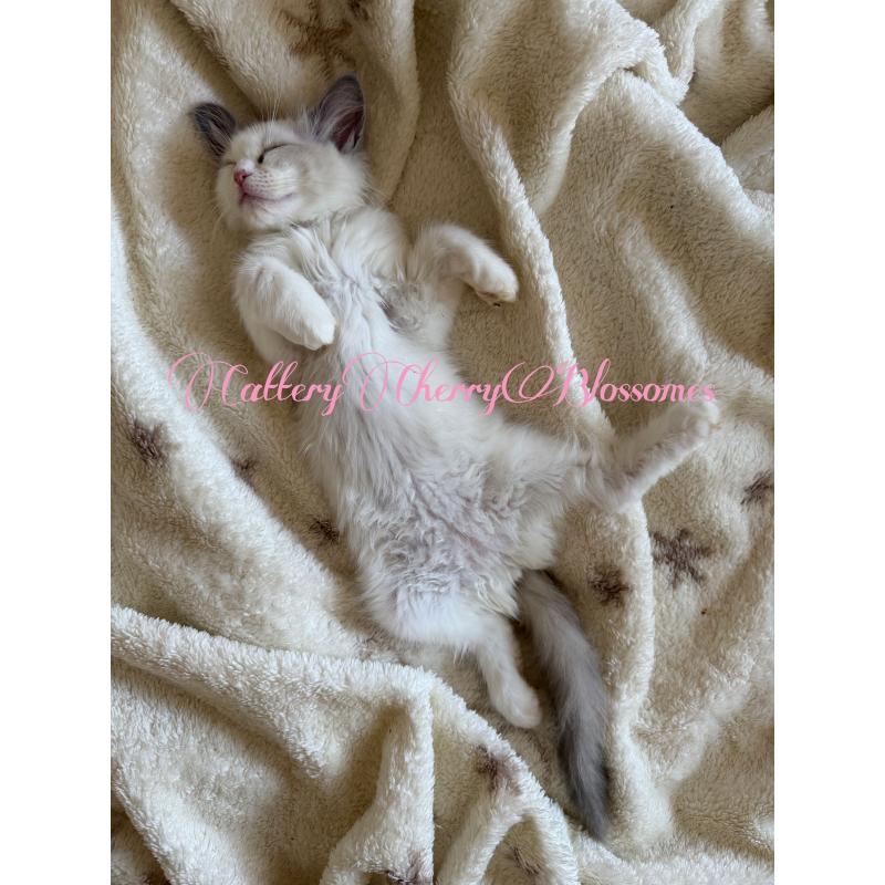 販売中の神奈川県のラグドール-137285の3枚目