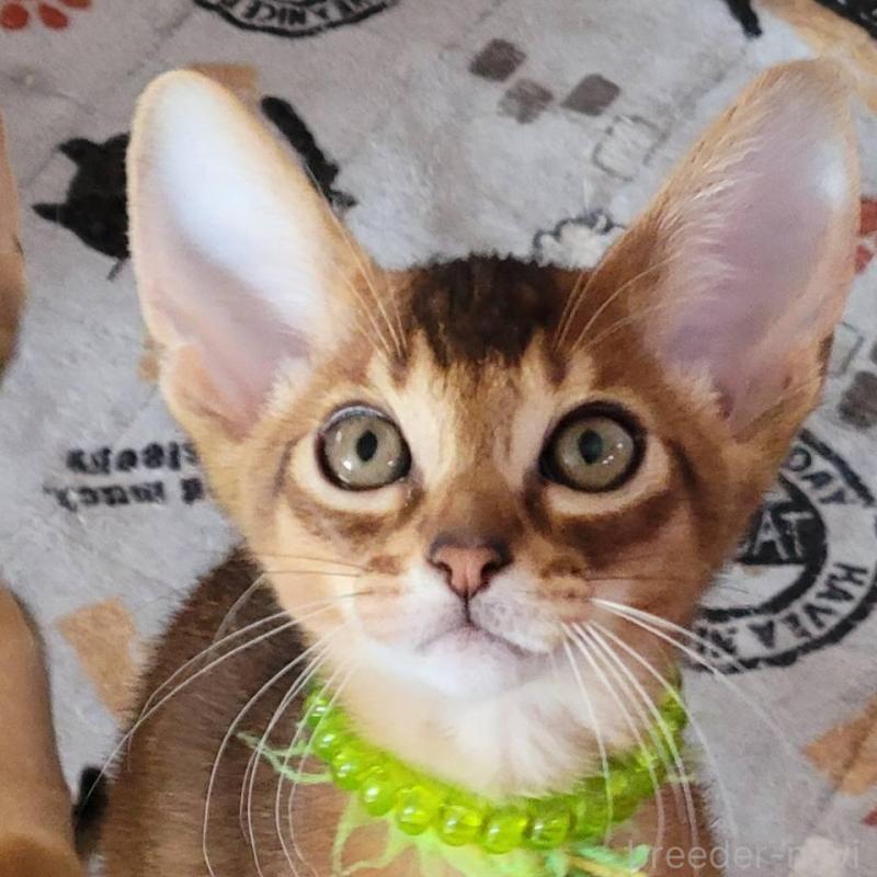 販売中の愛知県のアビシニアン-137284