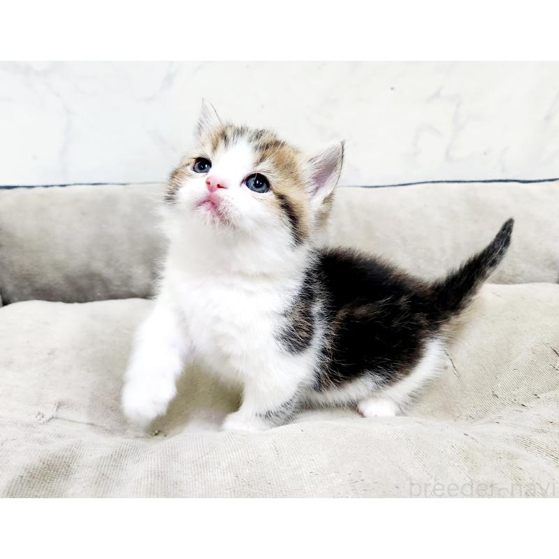 販売中の北海道のマンチカン(短足)-137286の5枚目