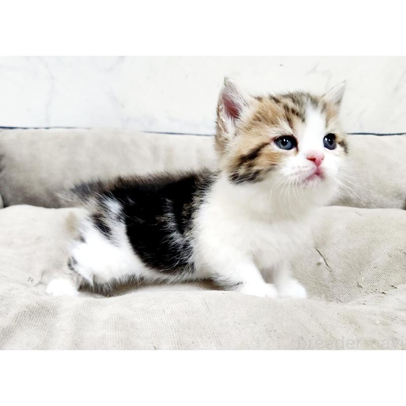 販売中の北海道のマンチカン(短足)-137286の4枚目