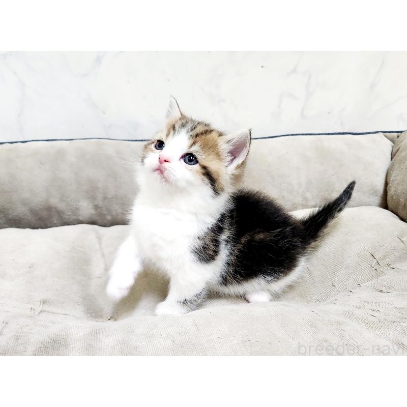 販売中の北海道のマンチカン(短足)-137286の2枚目