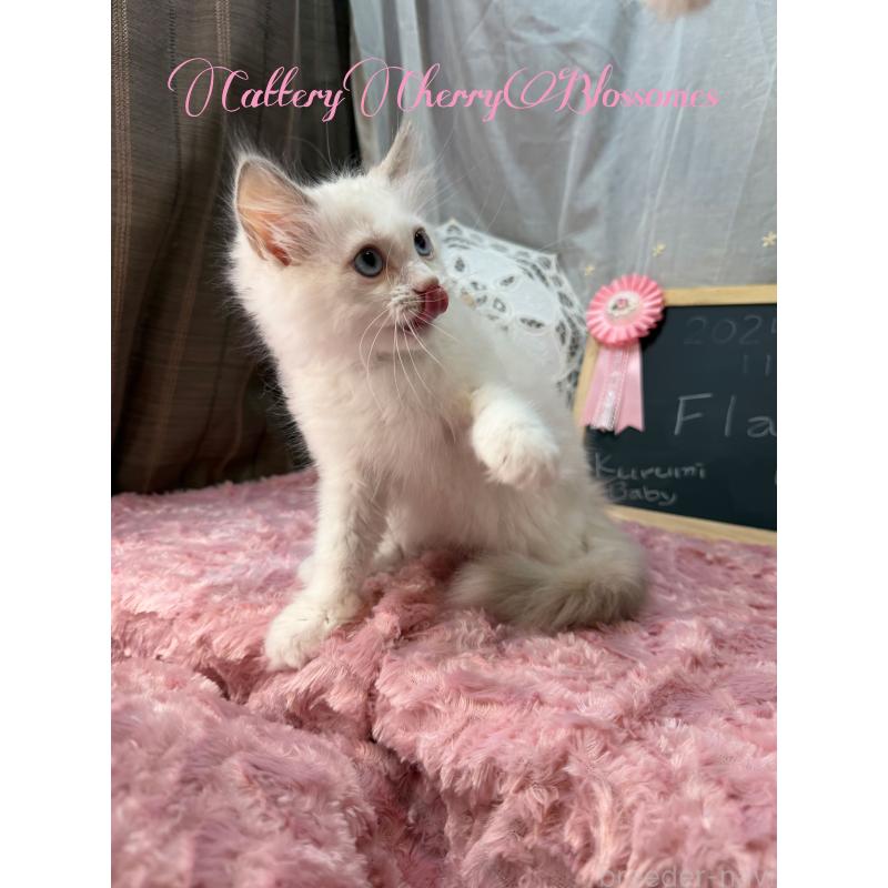 販売中の神奈川県のラグドール-137287の11枚目