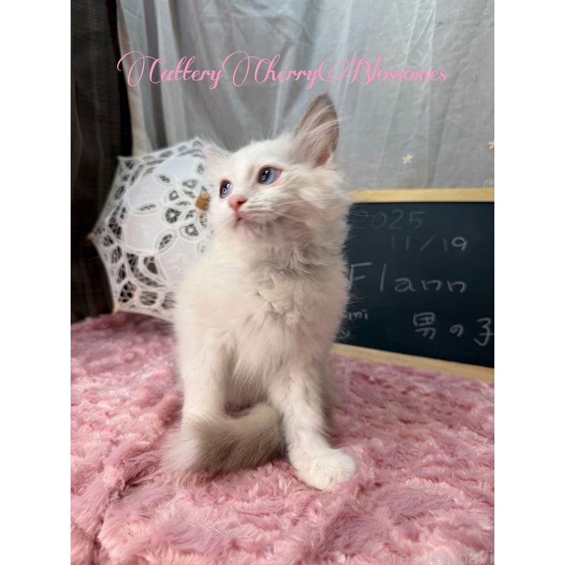 販売中の神奈川県のラグドール-137287の10枚目