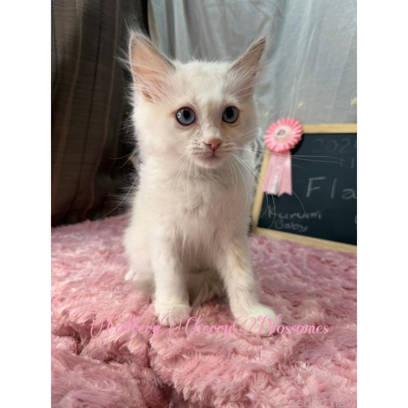 販売中の神奈川県のラグドール-137287の9枚目