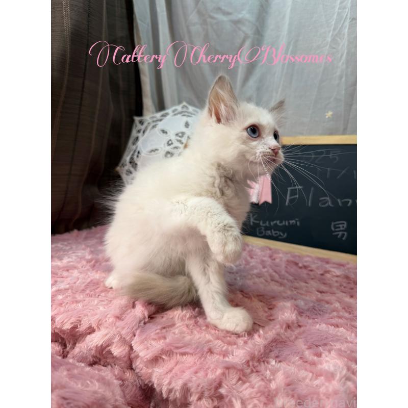 販売中の神奈川県のラグドール-137287の8枚目