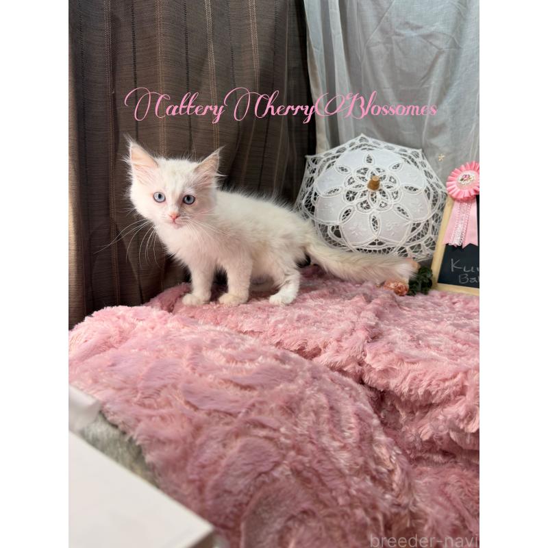 販売中の神奈川県のラグドール-137287の7枚目