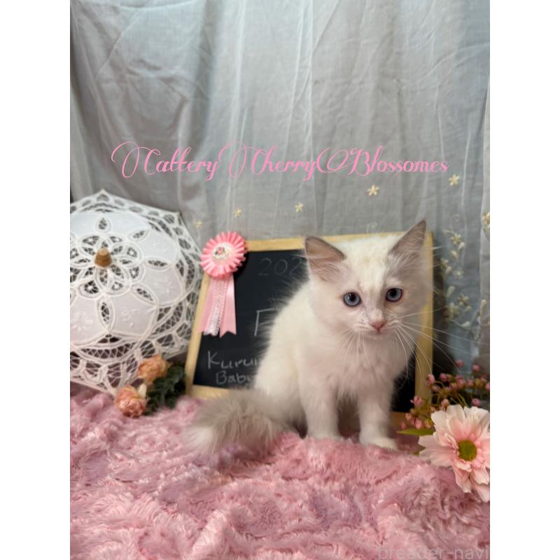 販売中の神奈川県のラグドール-137287の6枚目