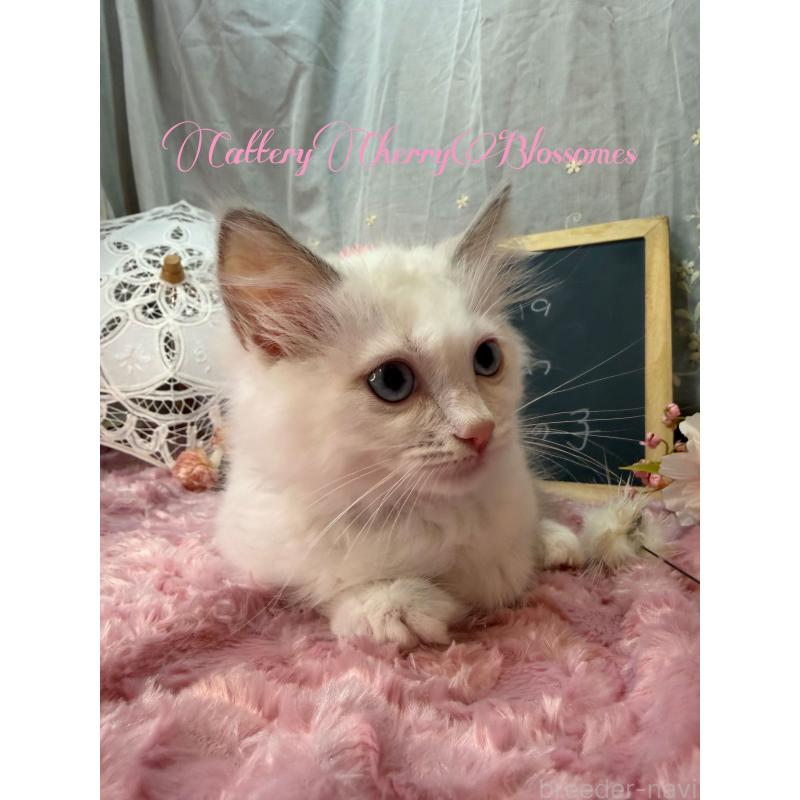 販売中の神奈川県のラグドール-137287の5枚目