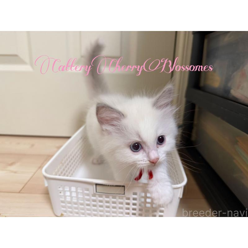 販売中の神奈川県のラグドール-137287の3枚目