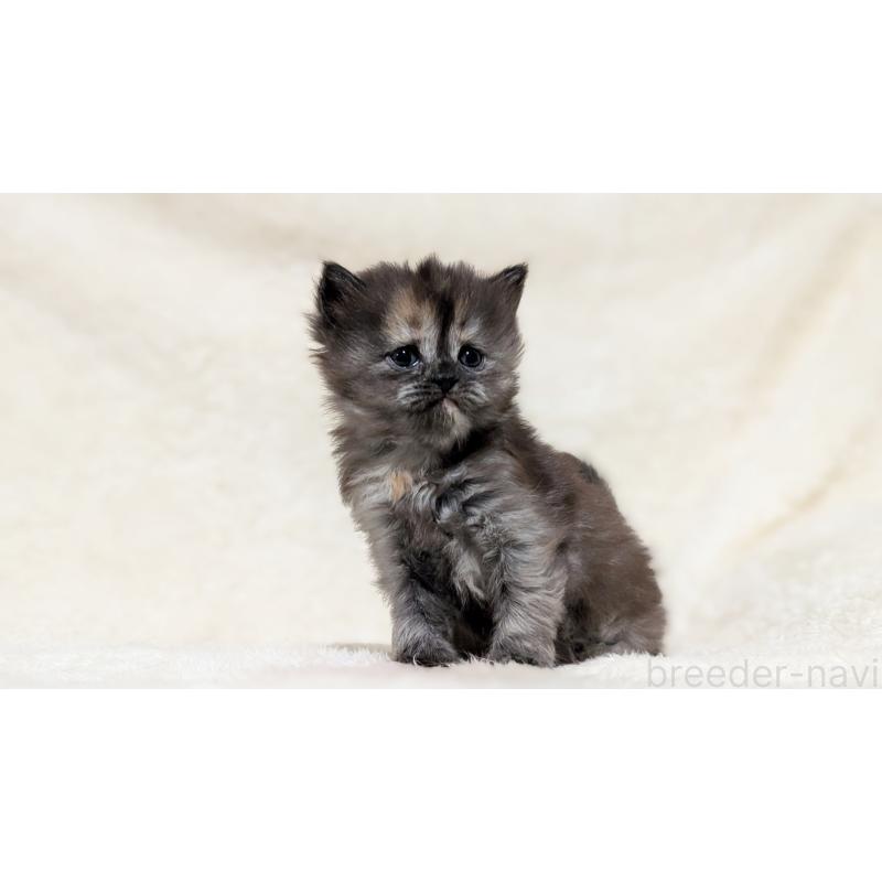 販売中の宮城県のスコティッシュフォールド-137288の7枚目