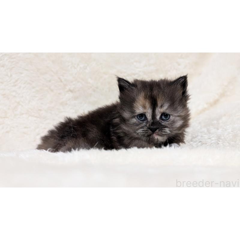 販売中の宮城県のスコティッシュフォールド-137288の5枚目