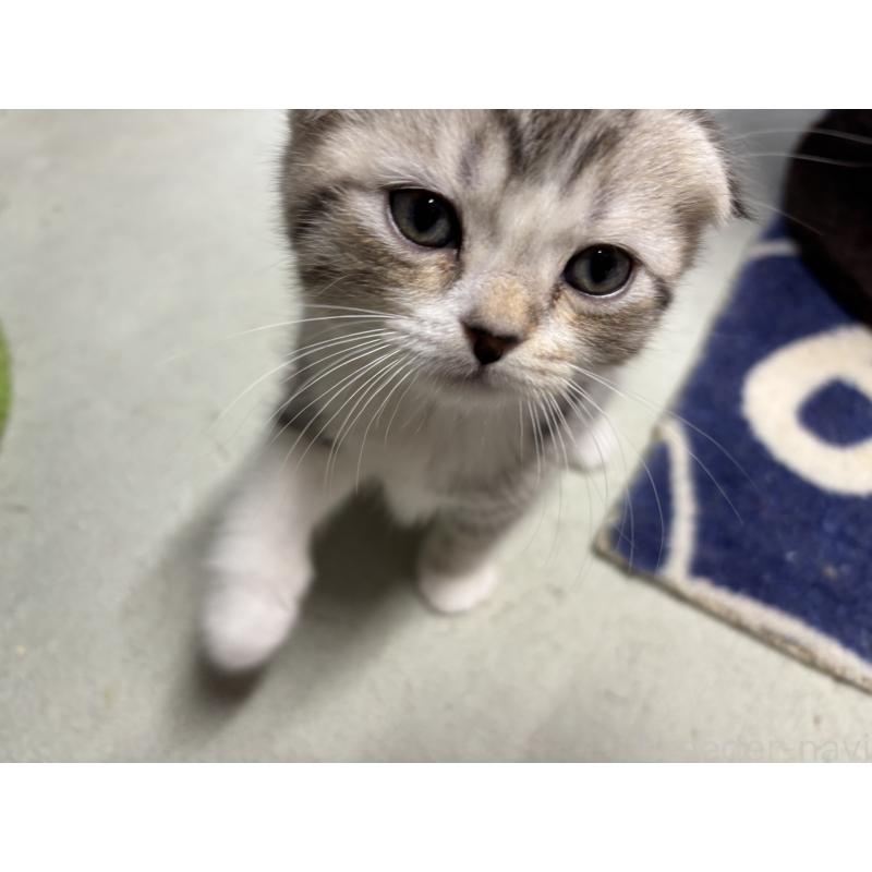 販売中の千葉県のスコティッシュフォールド(折れ耳)-136097の2枚目