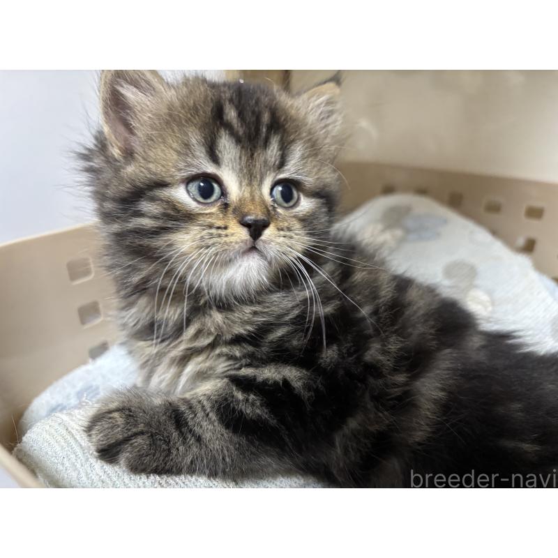 販売中の千葉県のスコティッシュフォールド-136102の2枚目