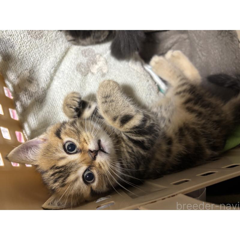 成約済の千葉県のスコティッシュフォールド-136096の3枚目