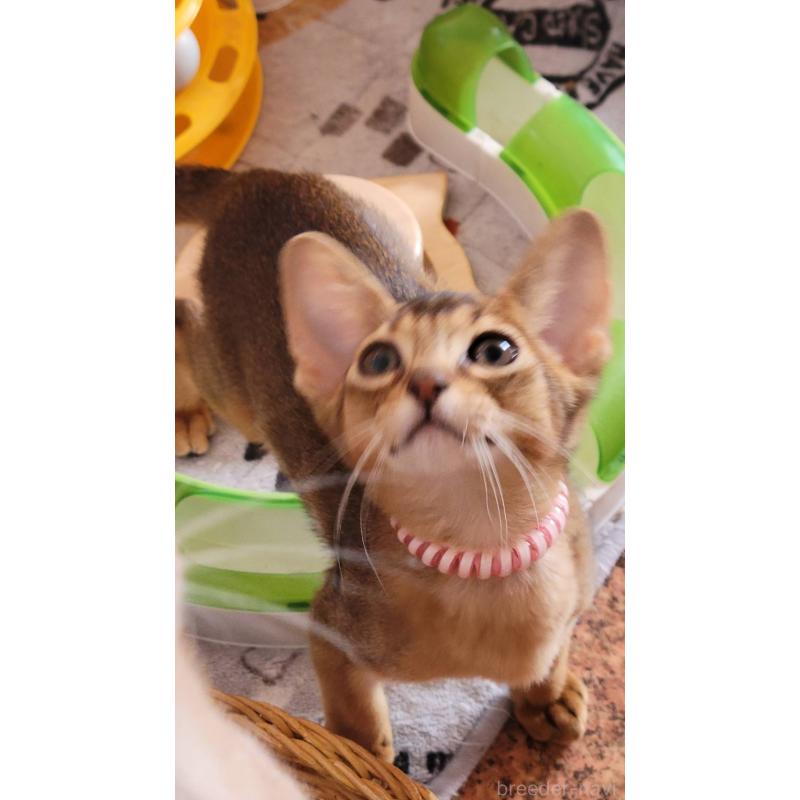 販売中の愛知県のアビシニアン-137291の5枚目