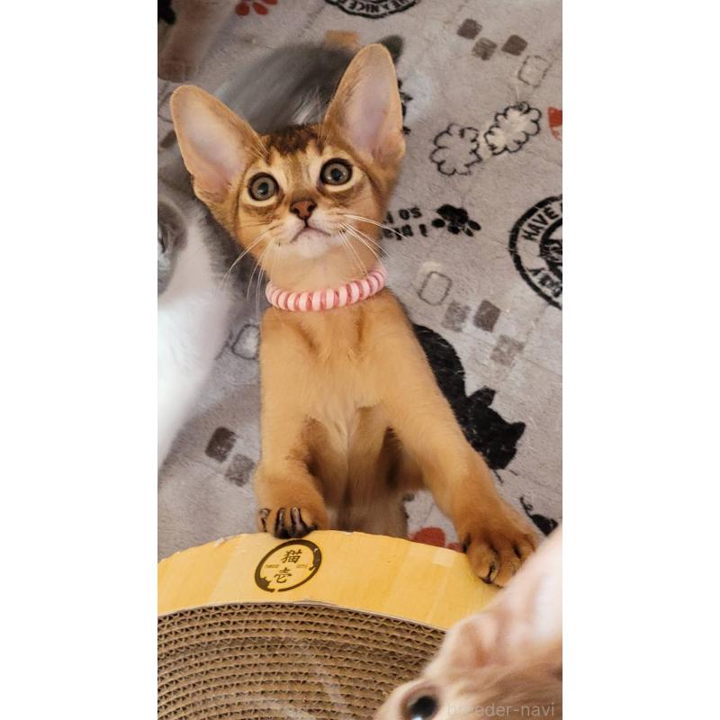 販売中の愛知県のアビシニアン-137291の4枚目