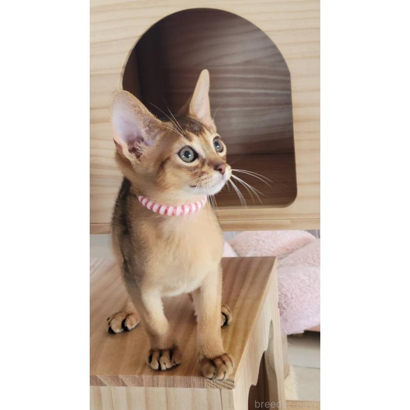 販売中の愛知県のアビシニアン-137291の3枚目