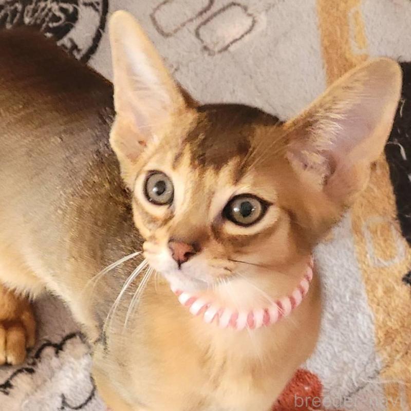 販売中の愛知県のアビシニアン-137291