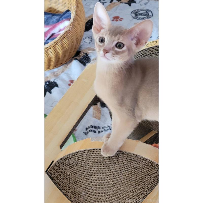 販売中の愛知県のアビシニアン-137292の5枚目