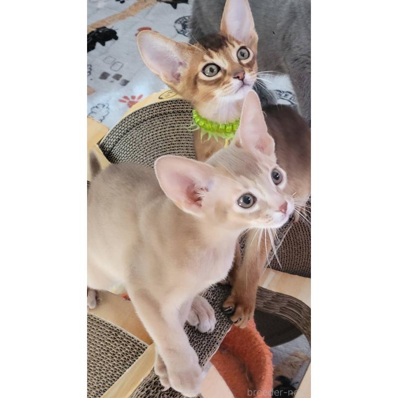 販売中の愛知県のアビシニアン-137292の4枚目